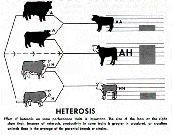 Crossbreeding | Cornell Applied Dairy Cattle Genetics