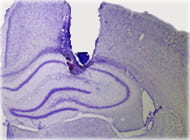 Figure from Butterly et al., 2012, article in Hippocampus journal titled Hippocampal Context Processing is Critical for Interference Free Recall of Odor Memories in Rats.