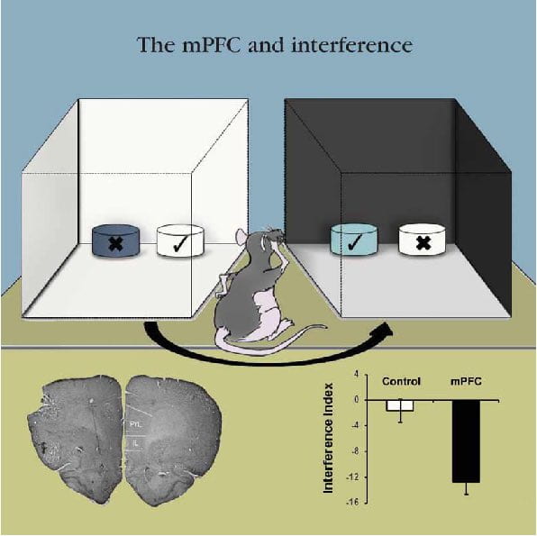 Figure from the Peters et al. 2013 paper in the journal Learning & Memory, titled The Medial Prefrontal Cortex is Critical for Memory Retrieval and Resolving Interference.