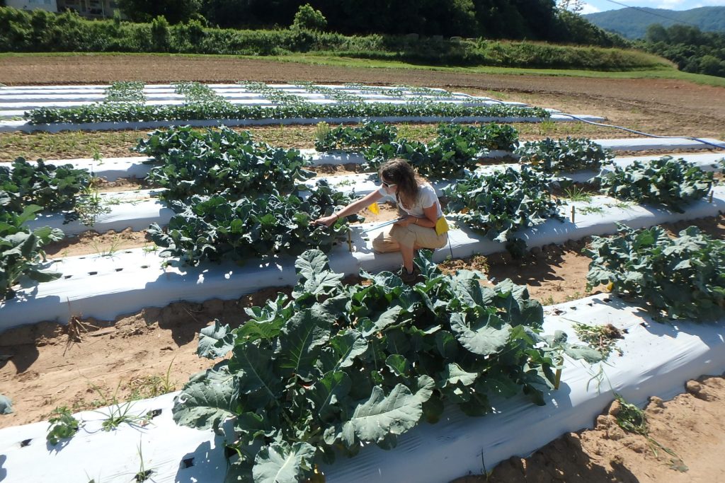 Evaluating broccoli crowns in North Carolina Quality trials