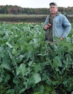 Waist high broccoli in a field with black soil.