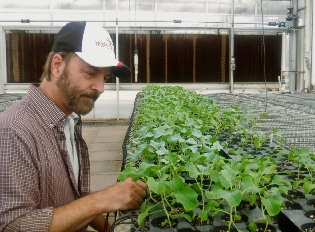 A man is looking at seedlings in greenhouse trays. They are at the four-leaf stage in mid-October 2019.
