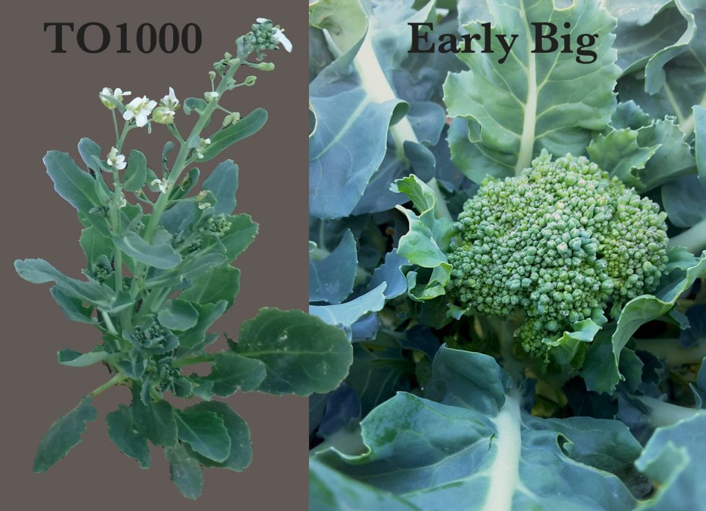 To1000 is a small plant with long inflorescences, Early Big is a normal broccoli