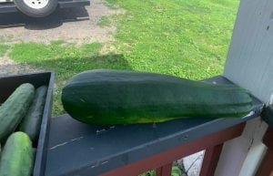 (This zucchini played a successful game of garden hide and seek - “Olly olly oxen free”.)