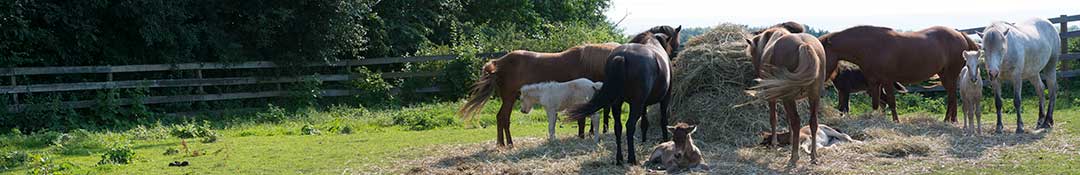Horses eating hay in summer