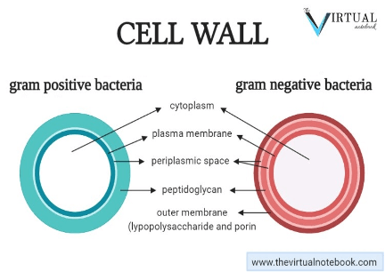 diagram of bacterial cell wall