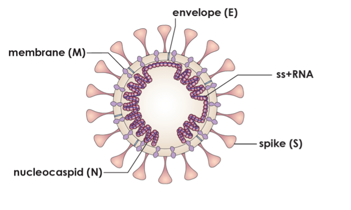 coronavirus diagram