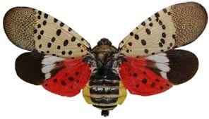 Adult spotted lanternfly with wings spread