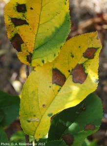 Glomerella Leaf Spot 