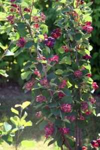 Juneberry bush with ripening fruit