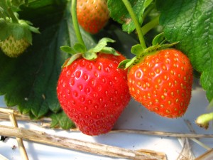 low tunnel strawberries