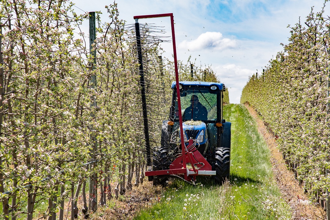 Jason Woodworth operates a tractor-mounted Darwin string thinning machine to thin apple blossoms on a fruit wall at the Lamont Fruit Farm in Waterport, New York. Lamont Fruit Farms participated in a recent Cornell study examining mechanical alternatives to chemical blossom thinning. Photo by R.J. Anderson/Cornell Cooperative Extension.