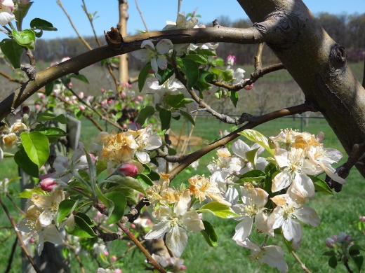 Apple blossoms killed by a spring frost in 2012, after a long stretch of warm days. Photo by Gregory M. Peck/Provided.