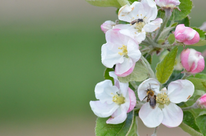 Native ground nesting bees visit apple blossoms. Photo by Heather Grab/Provided.