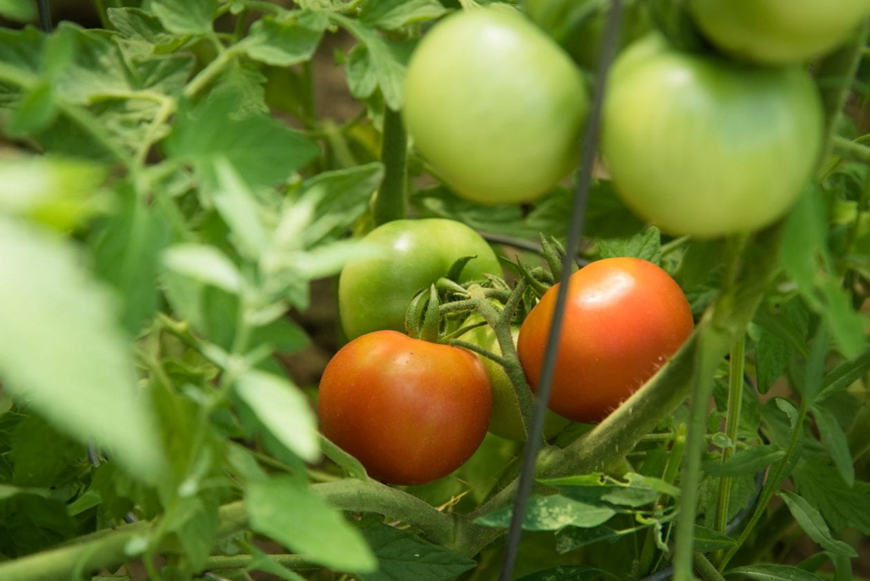 Why and how to Prune Your Tomatoes