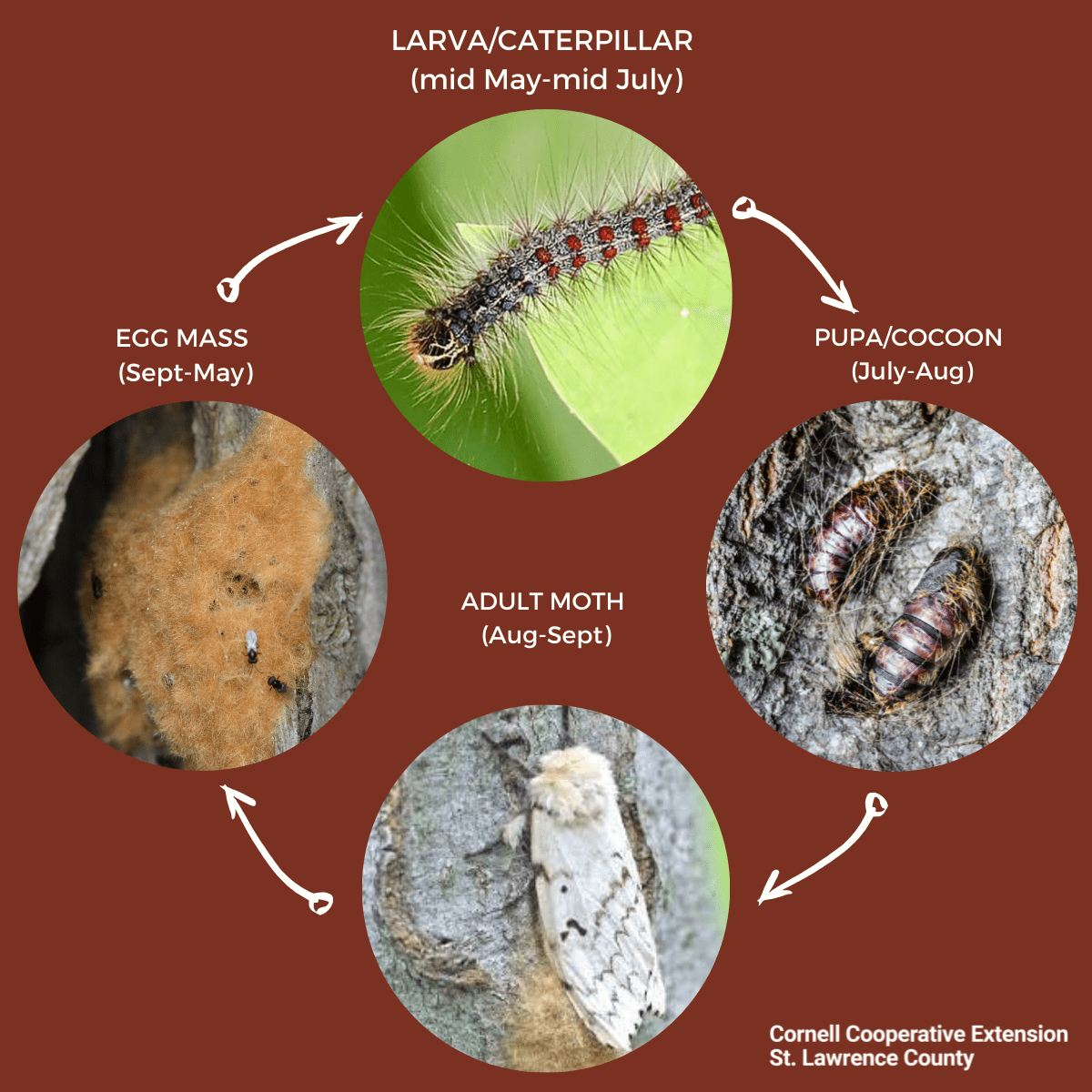 LDD caterpillar life cycle