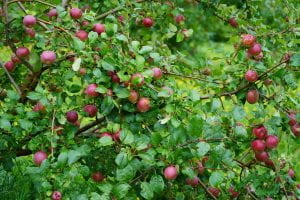 Apples in the orchard at the Learning Farm
