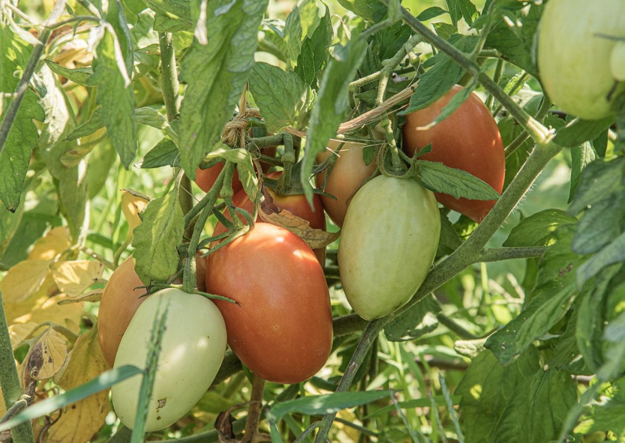 tomatoes ripening on the plant