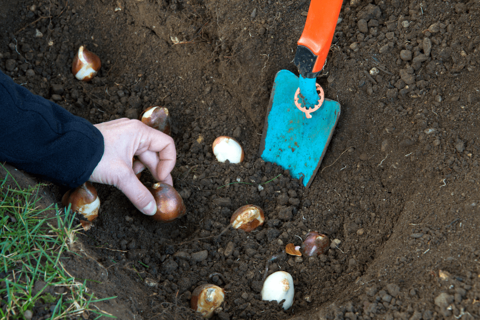 Planting bulbs in a cluster
