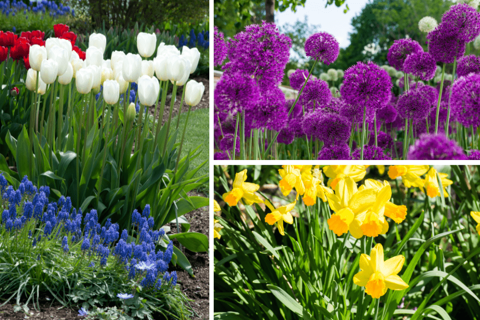 To show some of the beautiful flowers that come from hardy bulbs
