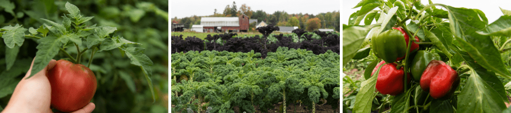 vegetables in the fields at Kent Family Growers