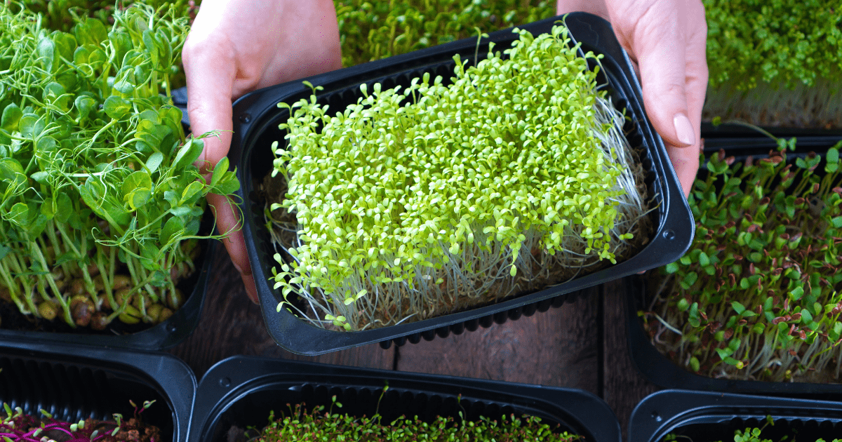 to show many types to microgreens