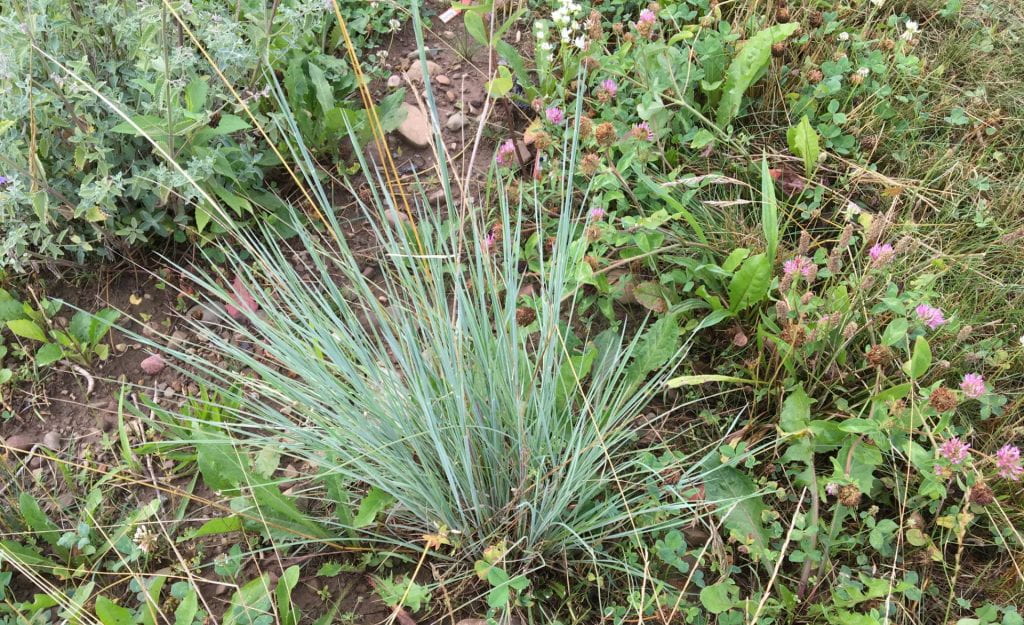 Shows a grass that grows in clumps, specifically little bluestem