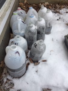 To show winter sown jugs in the snow