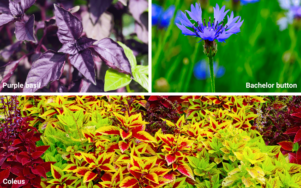 Shows colorful flowers and foliage: coleus, basil, and bachelor button