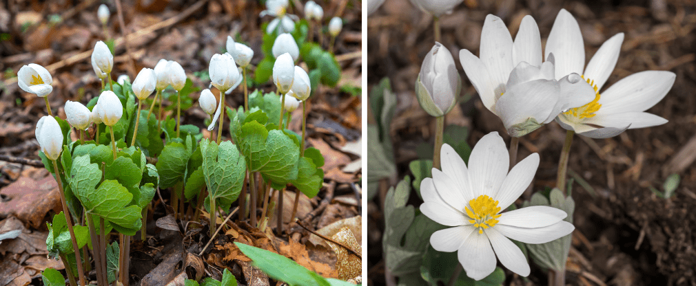bloodroot when it first emerges and fully blooming