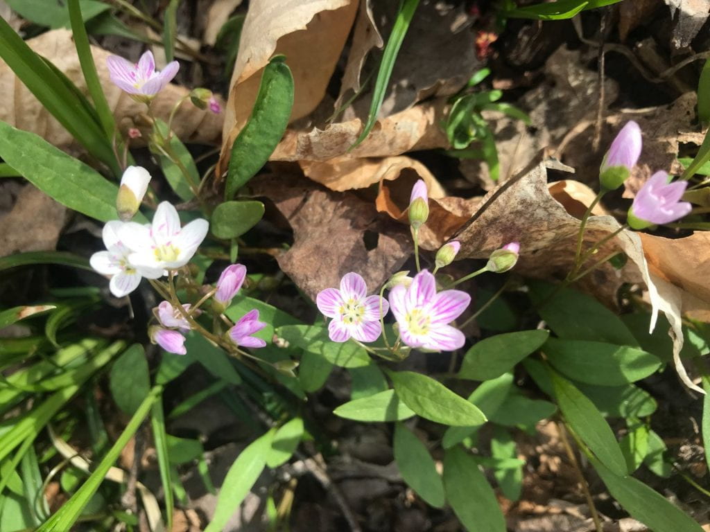 Spring beauty flowers