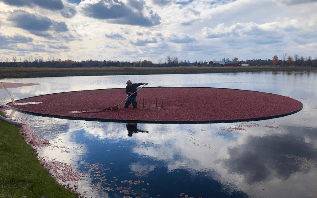 Cranberries in the North Country