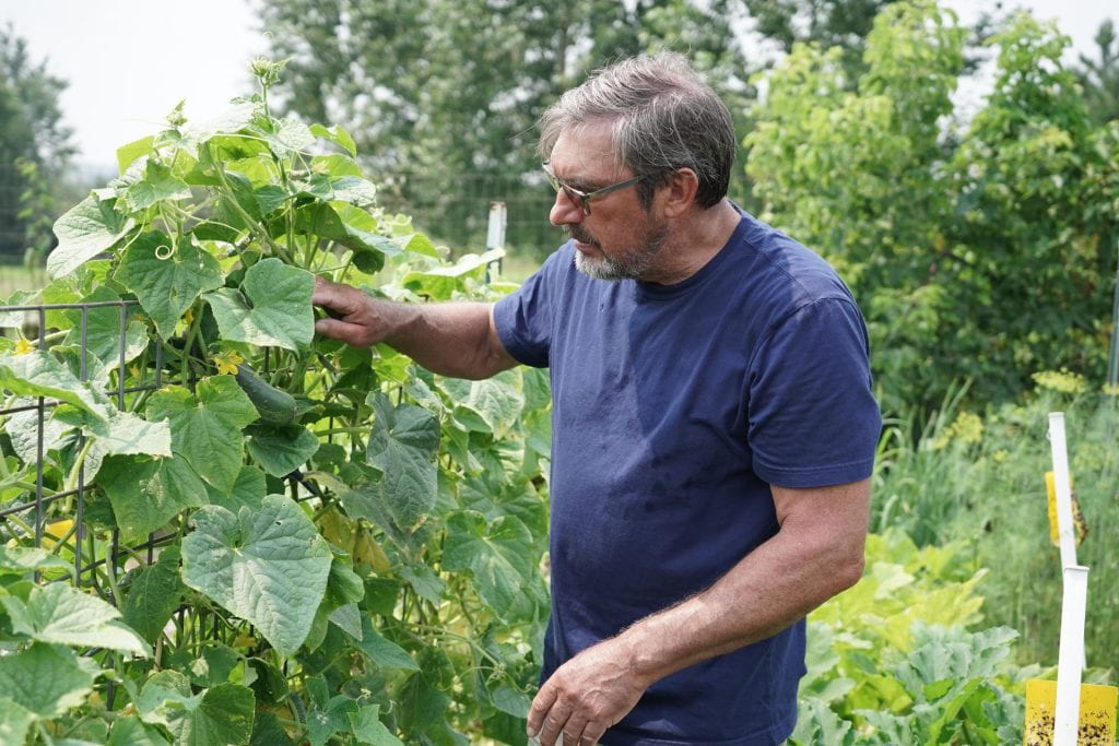 Ken Kogut inspects his trellised cucumber plants