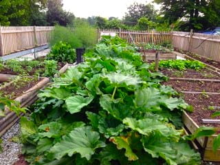 Loni's raised bed vegetable garden