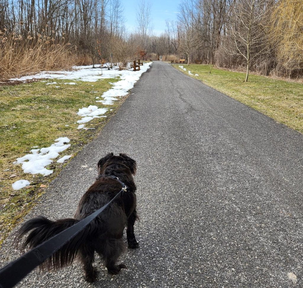 A dog walking on a paved trail in a wooded landscape. 