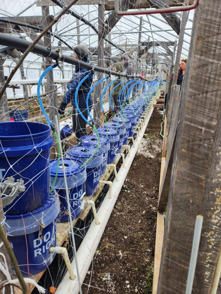 A line of 5-gallon buckets in a high tunnel. 