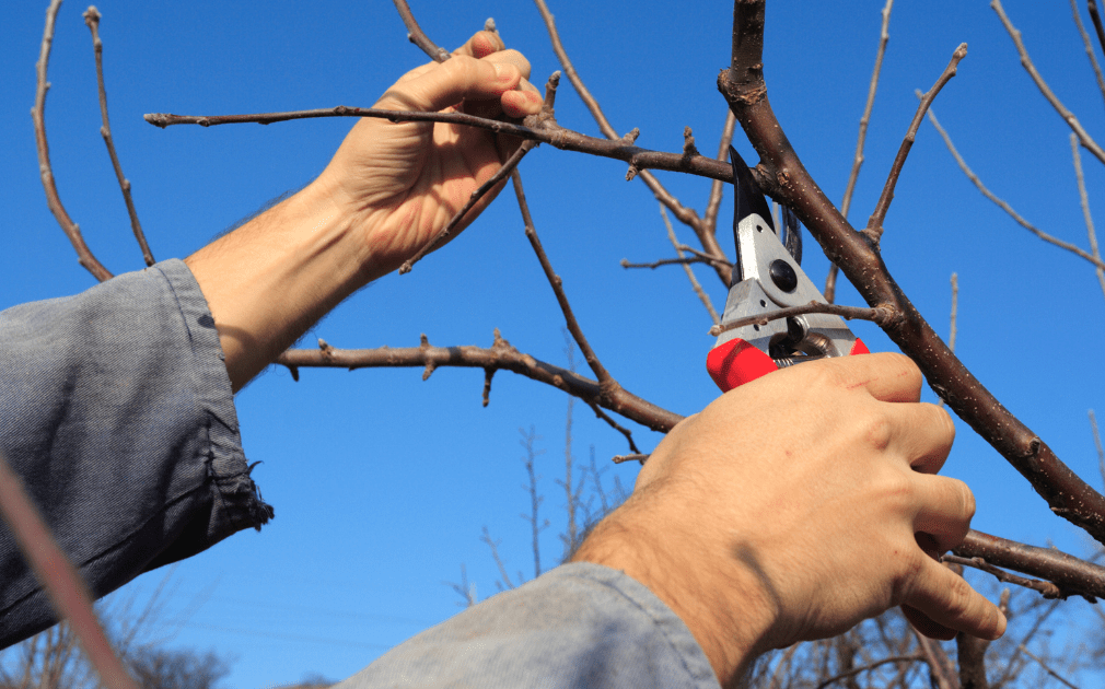 A Basic Guide to Pruning your Apple Trees