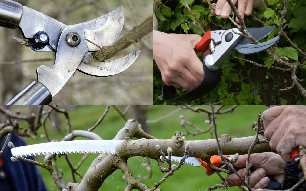 Shows pruning tools: Hand pruners, loppers, and a pruning saw