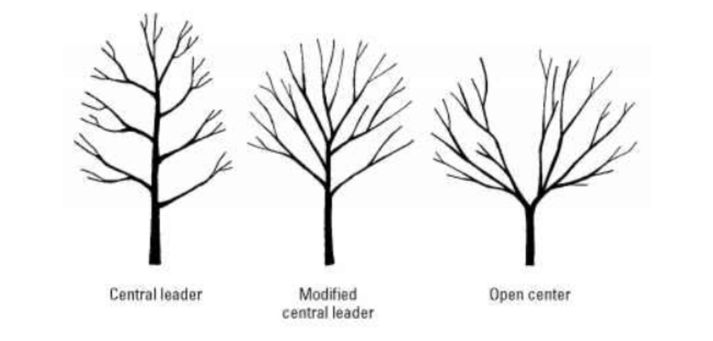 Shows three options for training systems:central leader, modified central leader, and open center