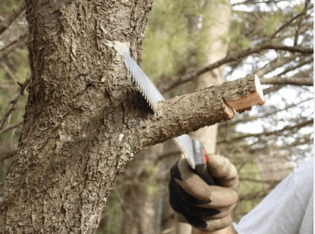 Show a three-step cut for larger branches