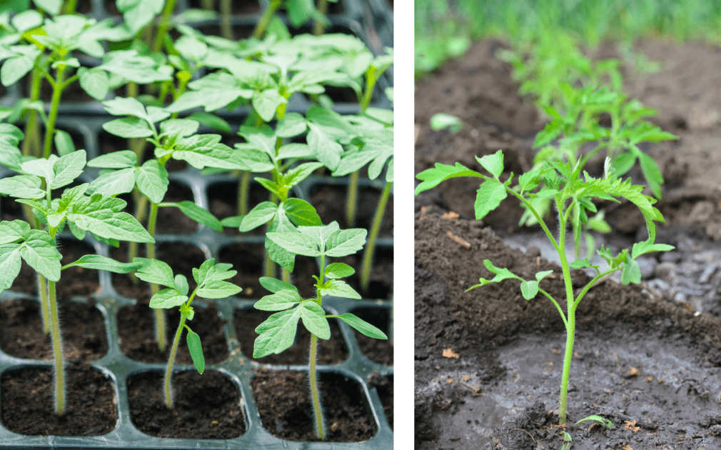 tomato transplants before and after planting
