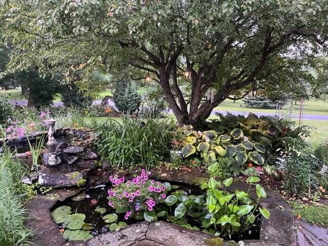 Anneke's lily pond at her home