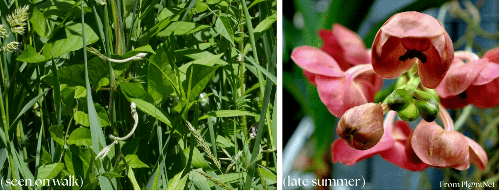 Shows vine and flower of American groundnut