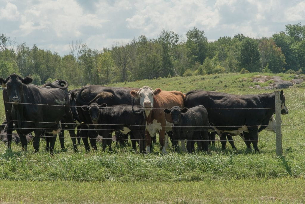 Beef cattle standing in pasture.