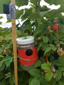 Photo of an insect trap hanging in a raspberry plant. 