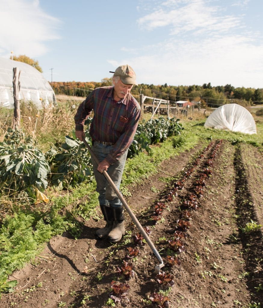 A man weeds a row of lettuce with a hoe. 