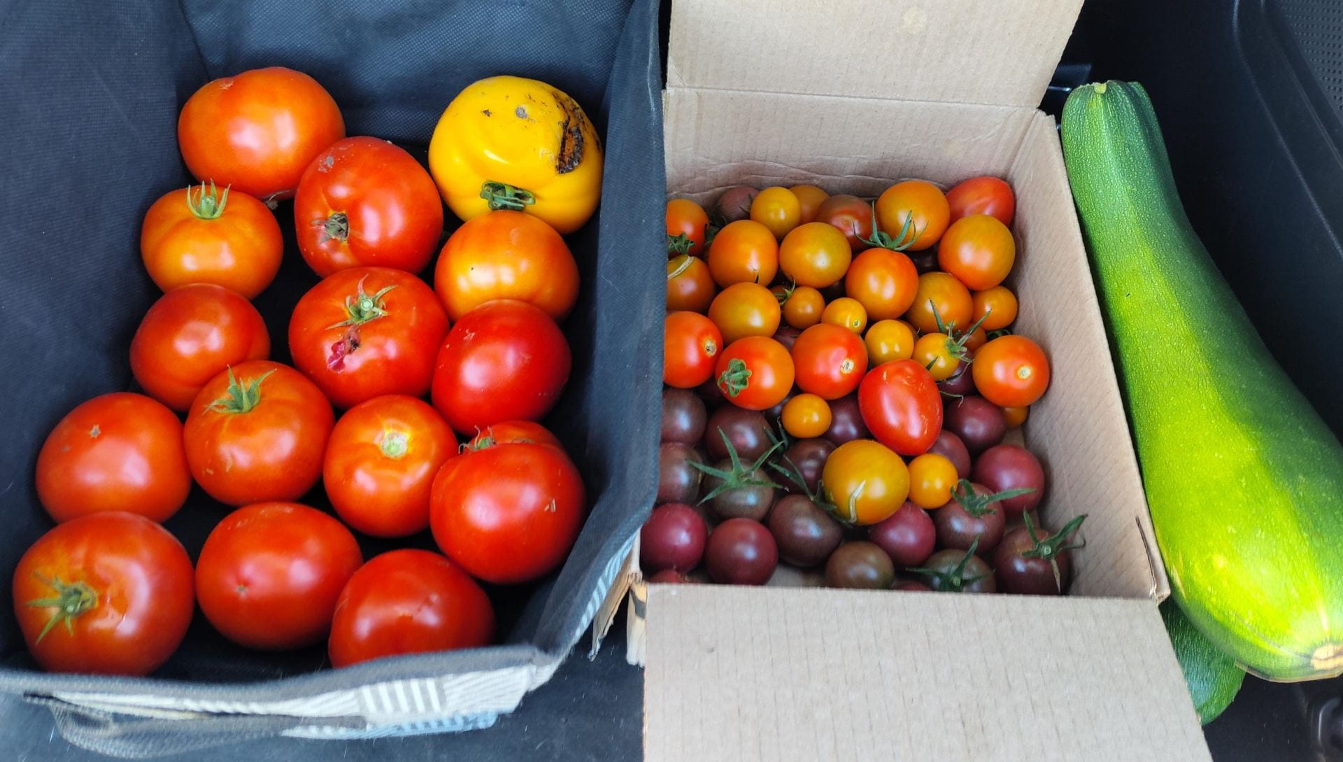 Tomatoes harvest by Sara for local donation