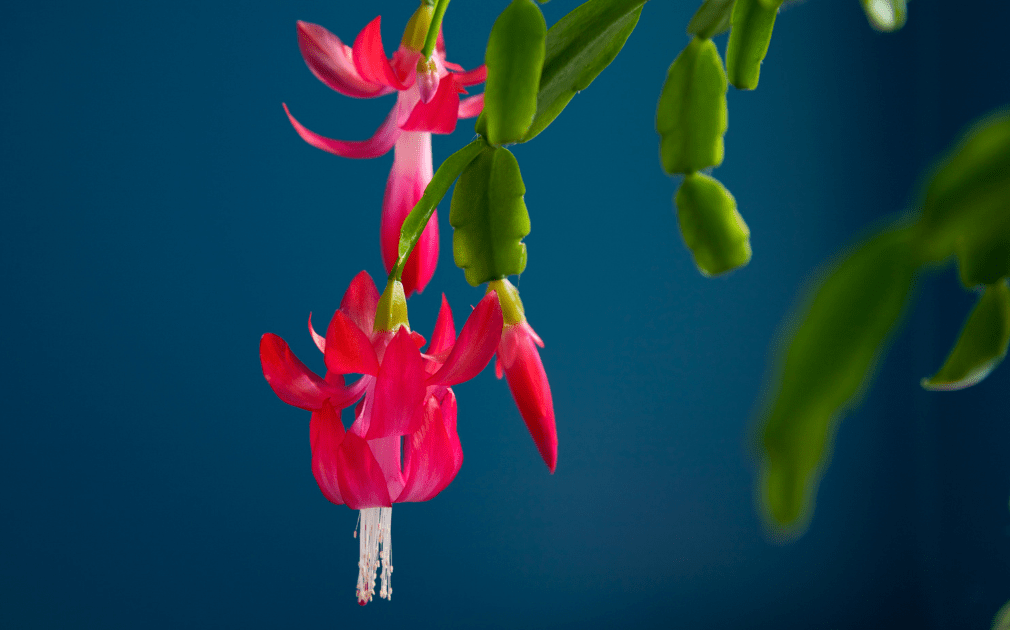 Blooming Christmas cactus