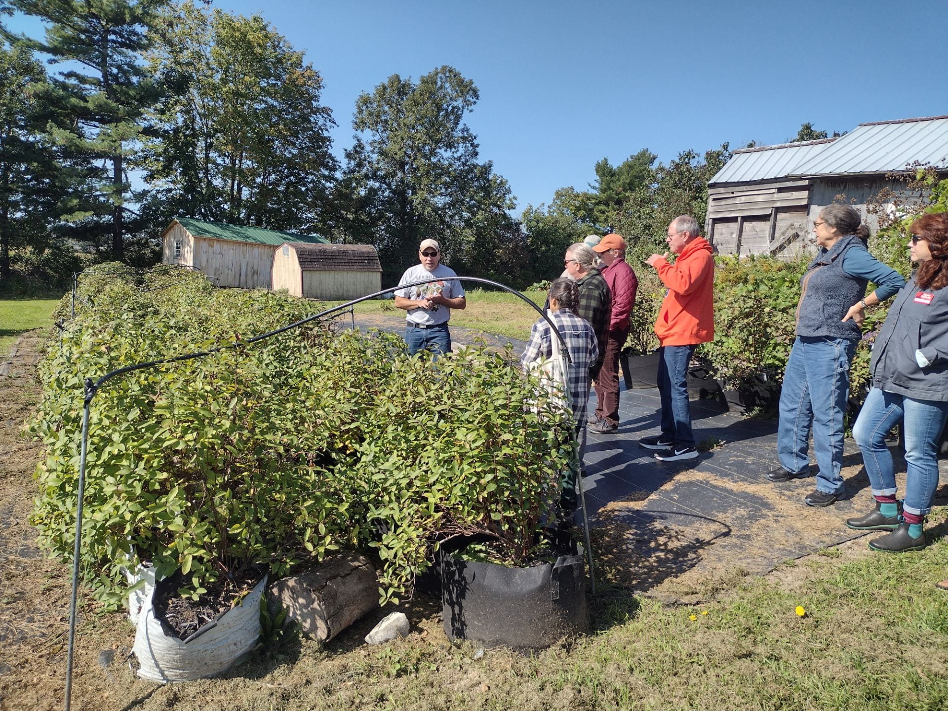 Duane shows off his honeyberry bushes in Evans Mills, NY