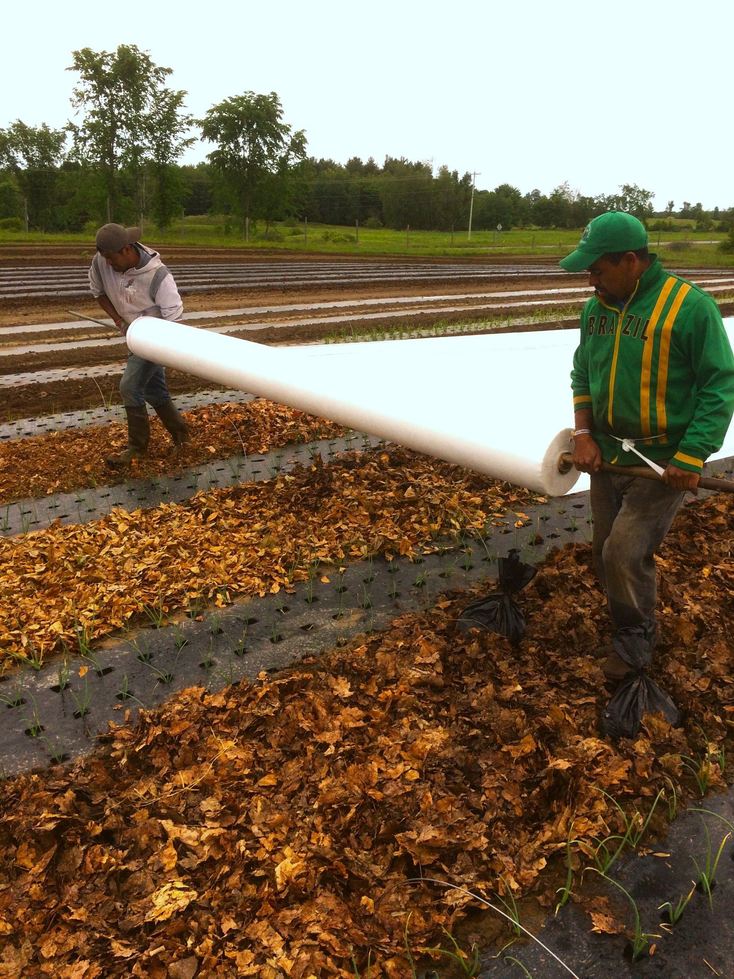 The Farm crew at Kent Family Growers lays a wide row cover over allia.